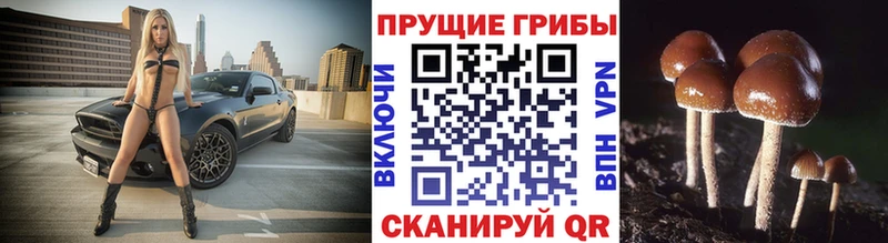 Псилоцибиновые грибы прущие грибы Купить Аргун